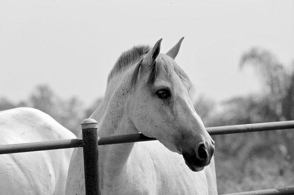 White Horse Over Fence
